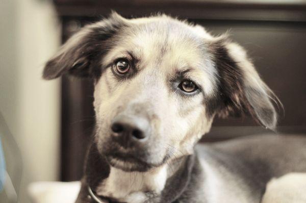 Good Dog Pet Grooming