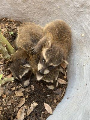 Florida Wildlife Busters