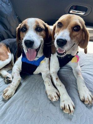 Triangle Beagle Rescue