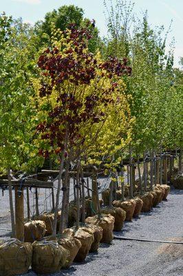 Sunset Acres Nursery