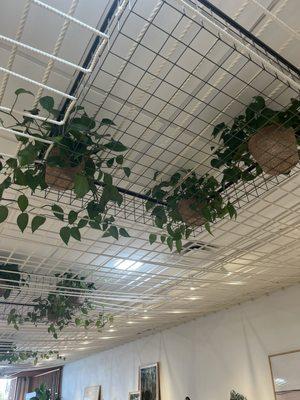 Avocado Green Mattress - Natural & Organic Mattresses