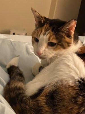 South Austin Cat Hospital