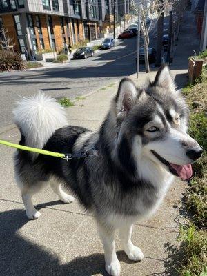 Kaya after her 3/19 grooming session