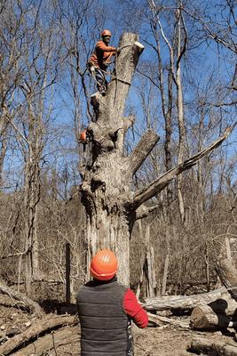 Ft Tree Service on location in Gloucester County, NJ
