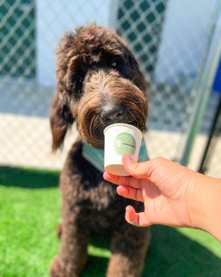 Woodland West Pet Resort