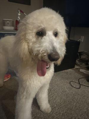 Husky Tails Dog grooming