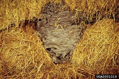 Yellow jacket paper nest for comparison