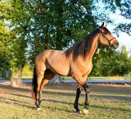 Touchdown Stables Training