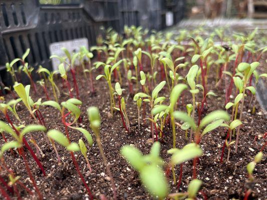 Norm's Greenhouse & Nursery