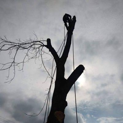 Cadena's Tree Service