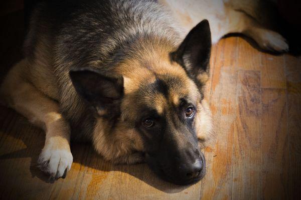 Swansboro Animal Hospital Emergency And Trauma Center