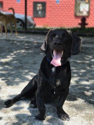 Second Chance Dog Walking & Sitting