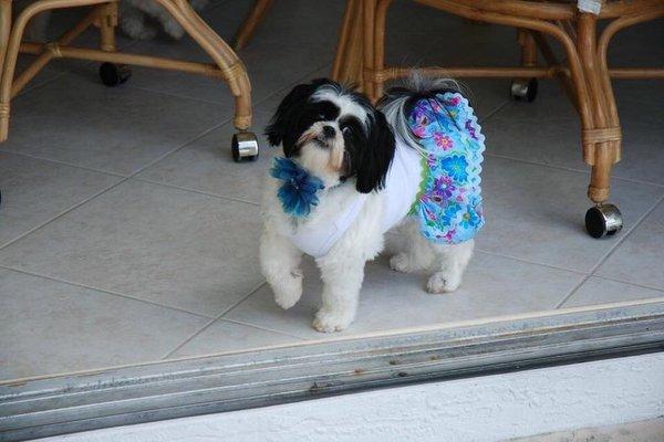 Mount Dora Veterinary Hospital