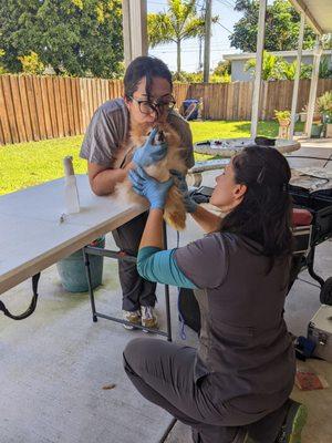 Healthy Paws Mobile Vet