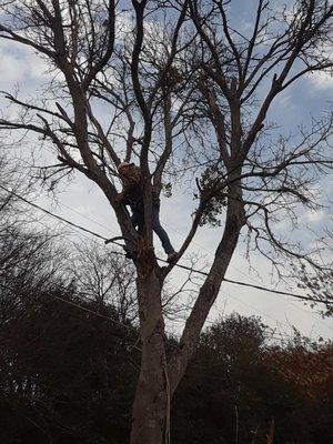 Benitez Tree and Shrub Service