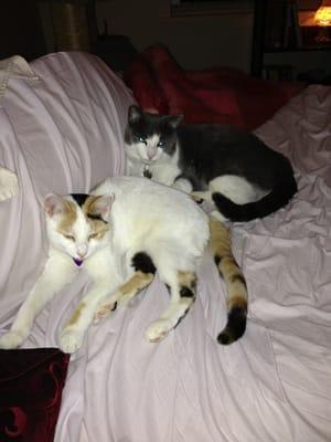 Best Friends Animal Hospital