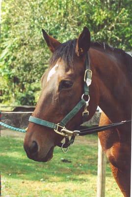 Janice Clark-Long & Foster Real Estate