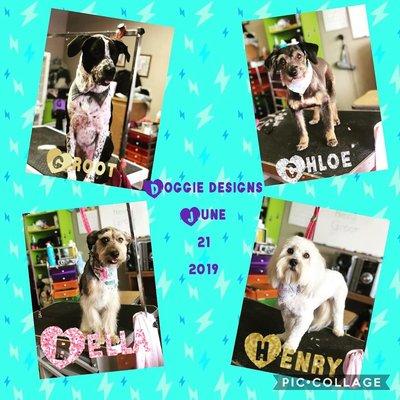 Doggie Designs Dog Grooming