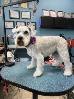 15th Street Pet Grooming By Natsumi