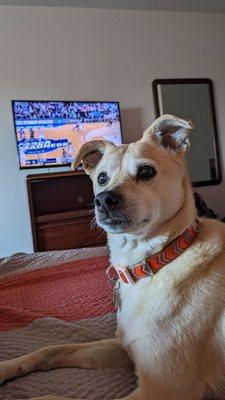 Me and my dog enjoying the ball game in our motel room