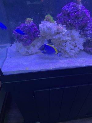 Newest addition powder blue tang