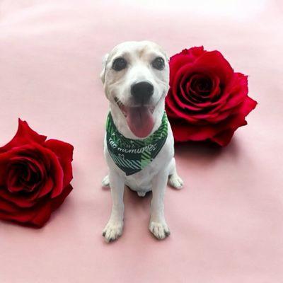 Domino Dobert Fisher