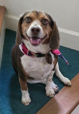 Monrovia Pet Boarding and Grooming