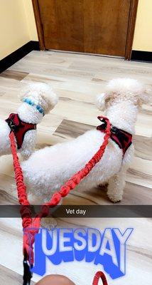 Woodlake Pet Hospital