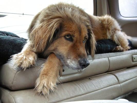 Hank Mooney Dog Services