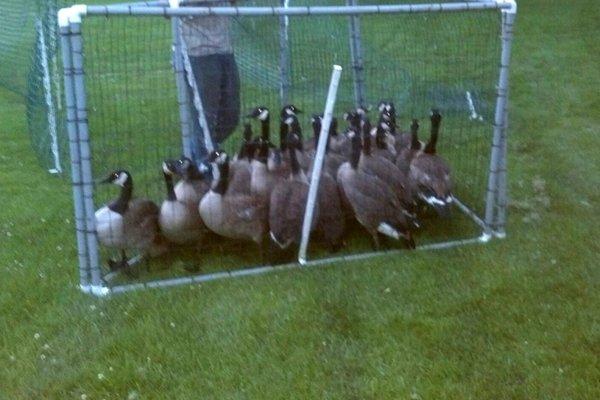 Wildlife Removal Westchester