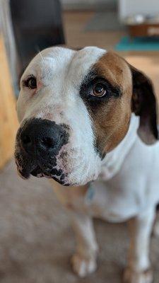 On-Guard Pet Sitting