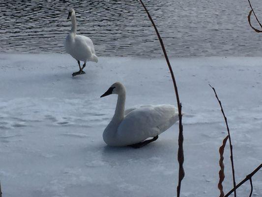 Vadnais-Snail Lake Regional Park