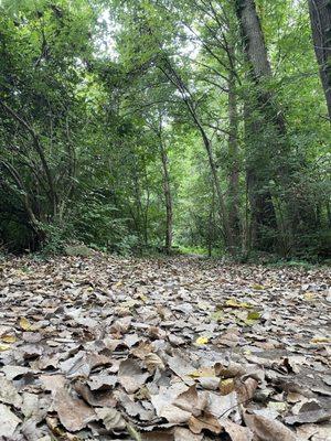 Inside on one of the trails in late august