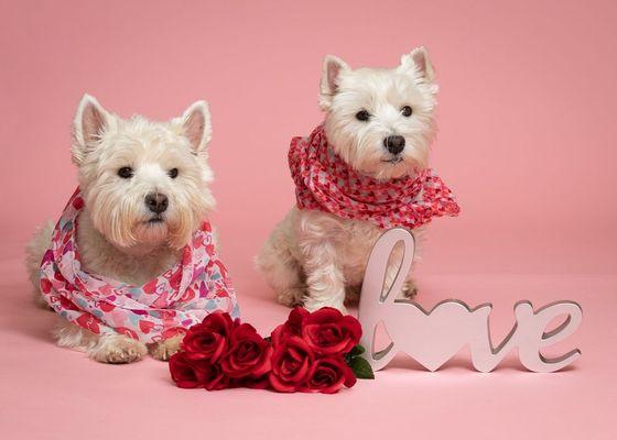 Healthy Pet Superstore - Williamsville