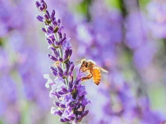 Ocimeae Lavender Farm