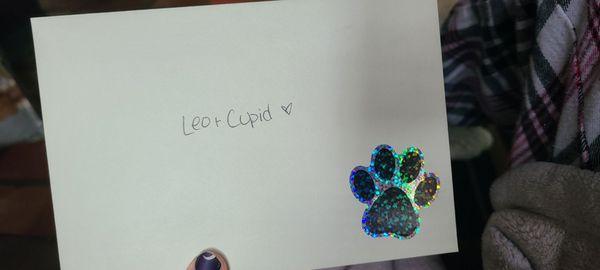 All Fluffed Up Dog Grooming Salon