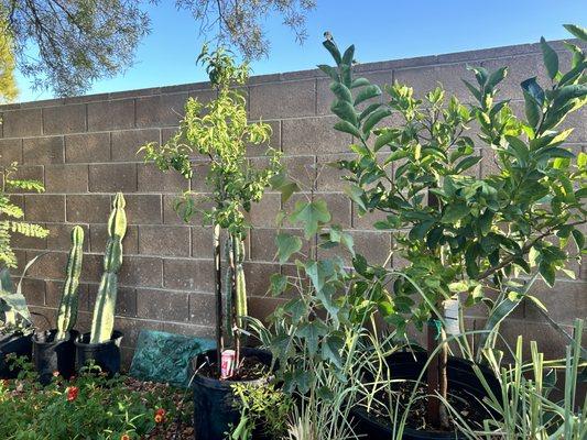 Hauling Vegas & Landscaping