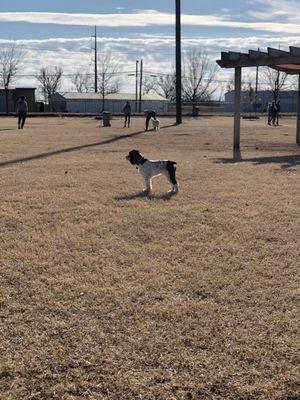 Joe Station Dog Park