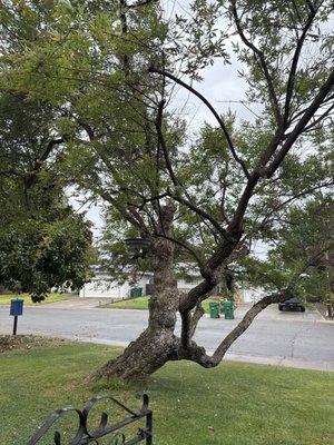 North Valley Tree Service