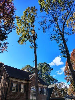 Ashland Tree Service in Raleigh NC Offers High Quality Tree Services At Affordable Pricing. Expert Raleigh tree removal service.