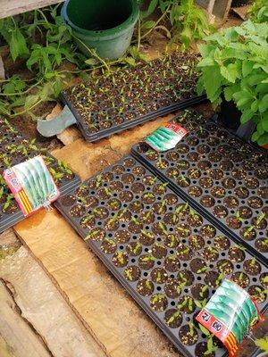 International City Farmer's Market