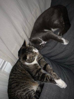 Fuzzy Butts Pet Services