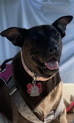 Country Run Boarding Kennel