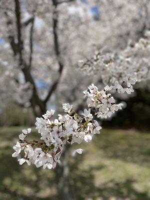 Gloucester Township Community Park
