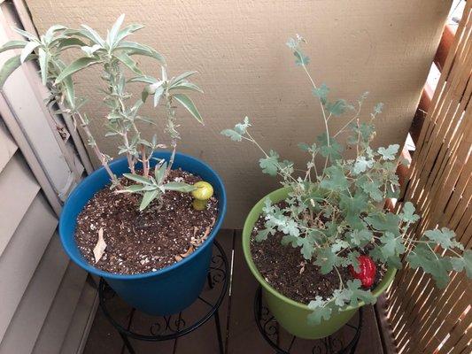 O'Donnells Fairfax Nursery