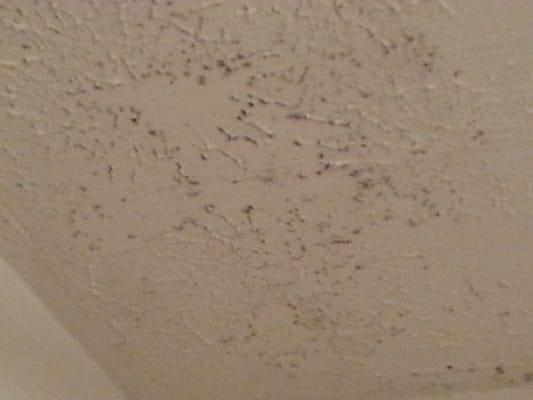 Rustic Arms Apartments