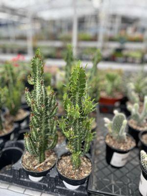 Highway 92 Succulents