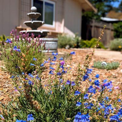 Concord transformation: from drab lawn to mediterranean dream