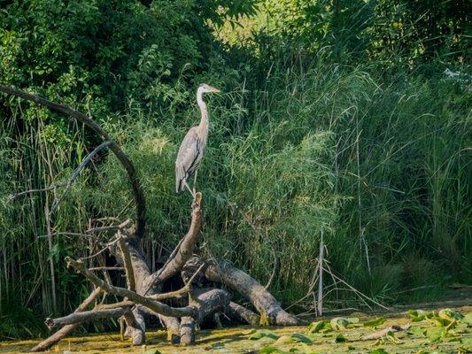 Egret on Branch at Emerald Preserve in Oak Creek WI
