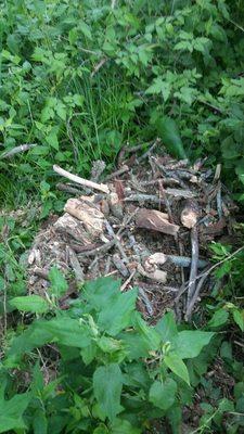 Expert Lawn & Tree Service